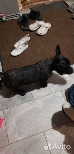 Скотч терьер