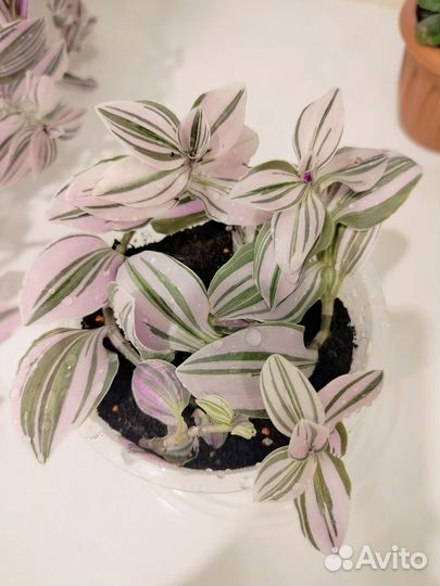 Традесканция нанук розовая