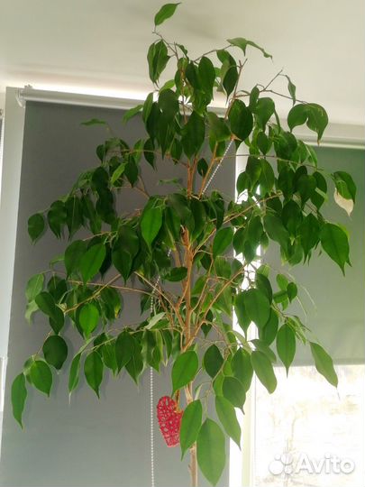 Фикус бенджамина