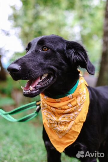 Собаки бесплатно