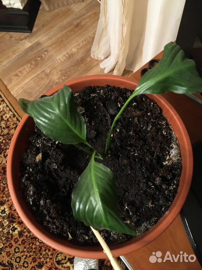 Спатифиллум отросток