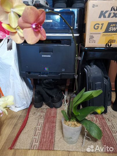 Орхидеи Фаленопсис