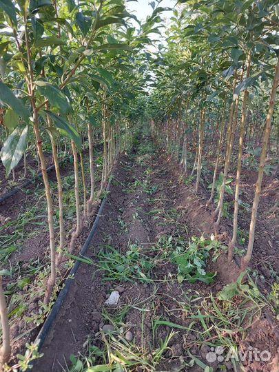 Слива То Че Сан