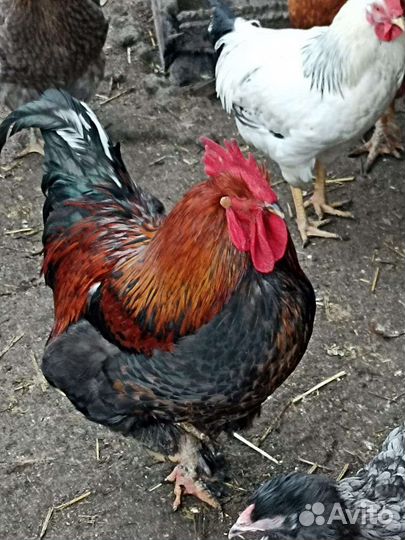 Инкубационное яйцо