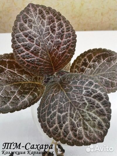 Эписции сортовые