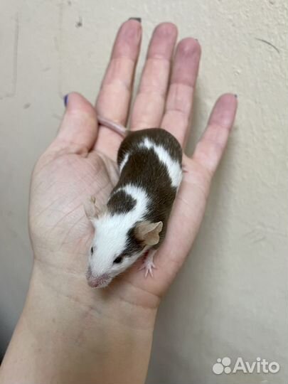 Декоративные мышки