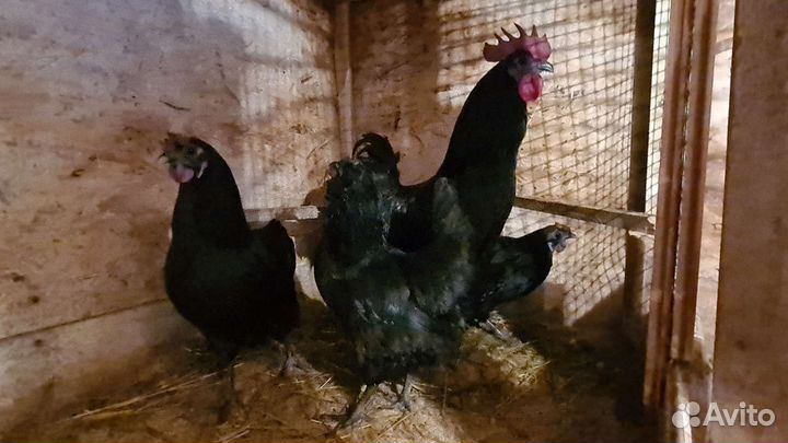 Виандот/Люйкэданьцзи ухейилюй /ия/ утки/ утята