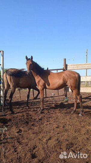 Продается Жеребчик