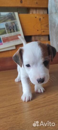 Джек Рассел терьер