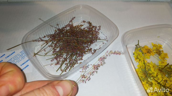 Цветы. Сухоцветы для творчества