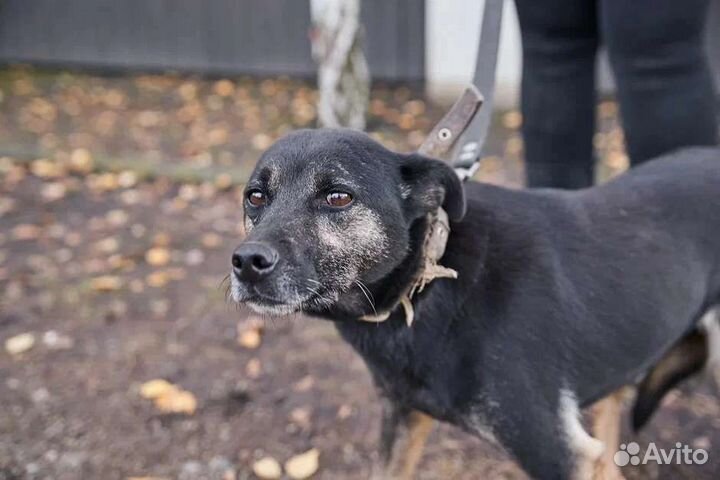В добрые руки особенная собака Лама