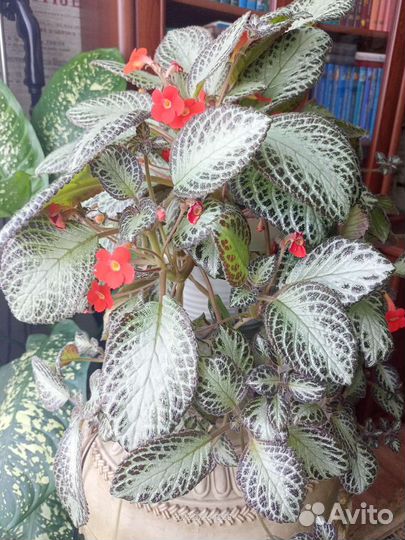 Педилантус