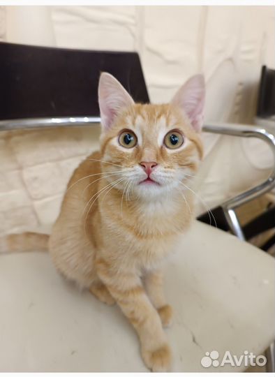 Котята в добрые руки бесплатно мальчик