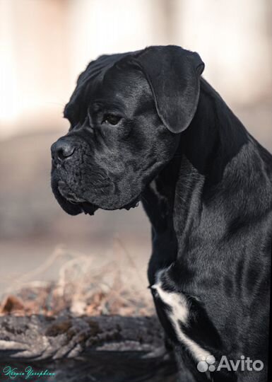 Кобель вязка кане корсо