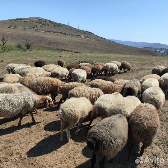 Продается вся отара