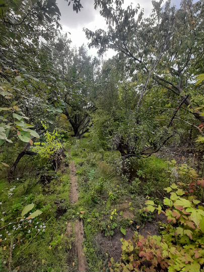 Участок 6 сот. (ИЖС)