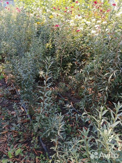 Саженцы облепихи