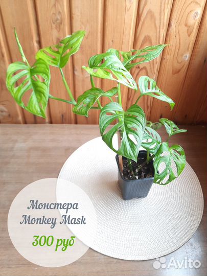 Монстера манки маск