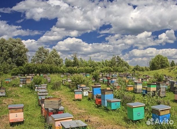 Мед 2024 года натуральный опт