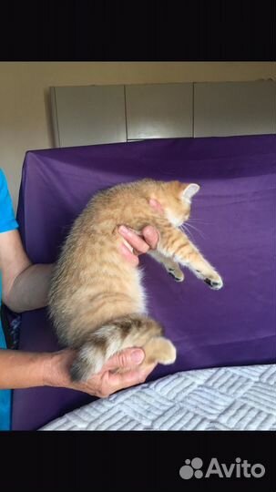 В добрые руки