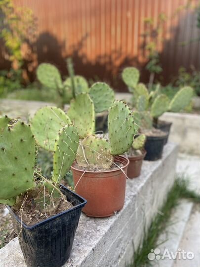 Кактус опунция