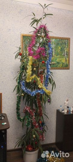 Фикус алибинендейка