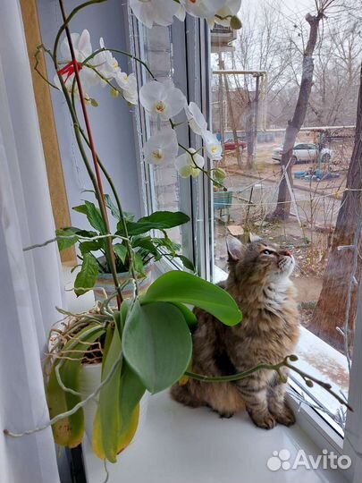 Индивидуальная передержка животных vipзоогостиница