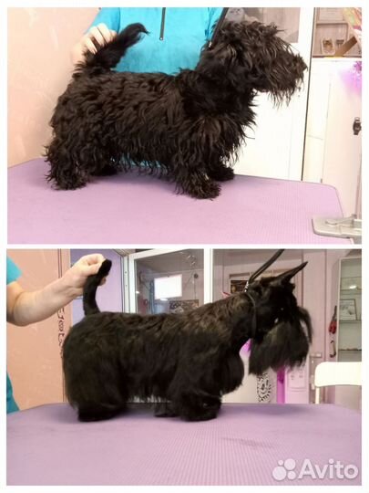 Груминг собак и кошек с выездом на дом