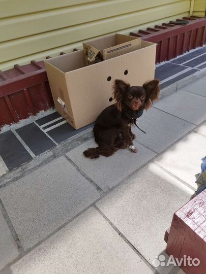 Шоколад чихуахуа мальчик для вязки