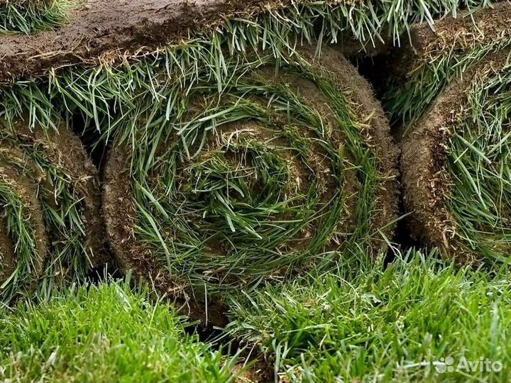 Укладка рулонного газона эконом