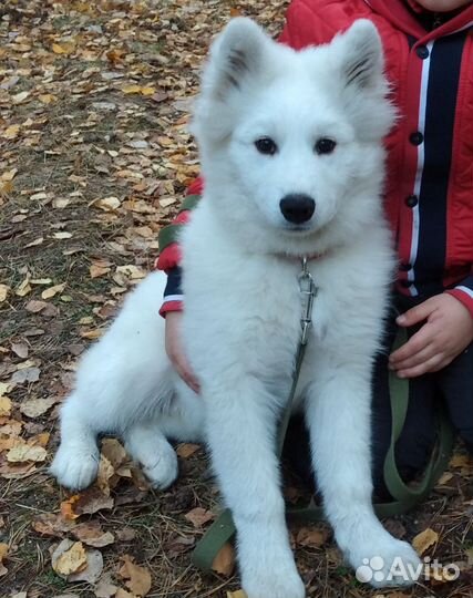 Вязка кобель самоед