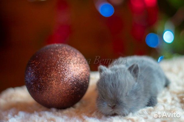 Ярл, кролик минор, мальчик, голубой