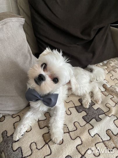 Вязка мальтийской болонки