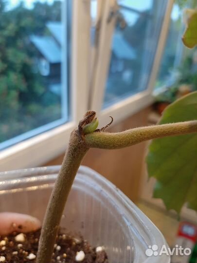 Тетрастигма вуанье