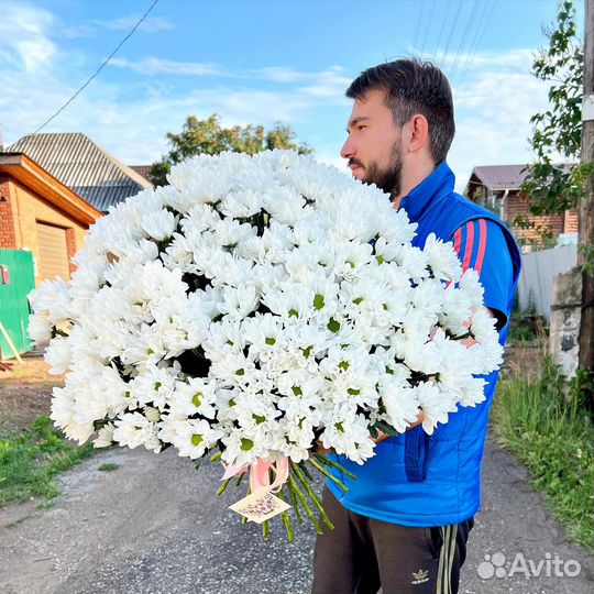 Кустовые хризантемы цветы