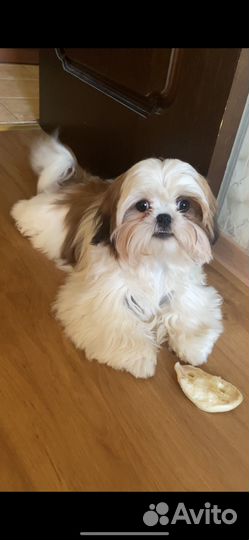 Щенки ши-тцу