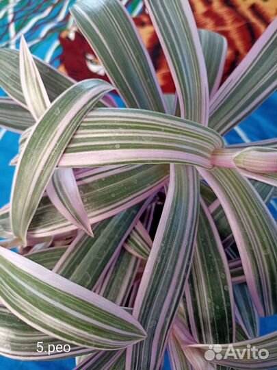 Традесканция зебрина