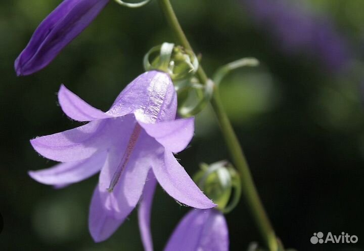 Рассада колокольчиков