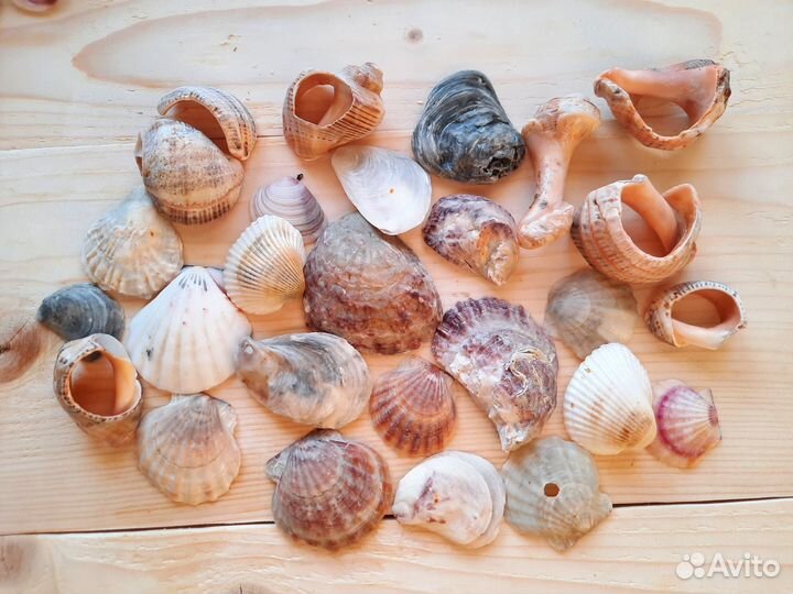 Морские ракушки. Набор для творчества. Вес 300гр