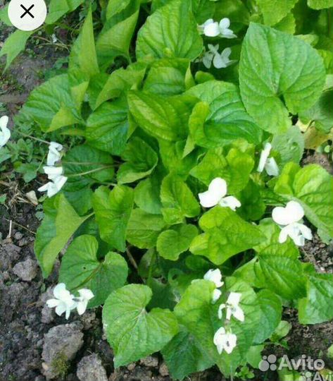Лабазник / таволга, Ирисы, Фиалка садовая, Герань
