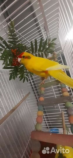 Попугаи какарики с клеткой