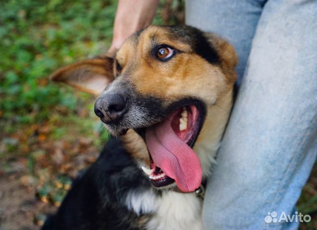 Собака из приюта