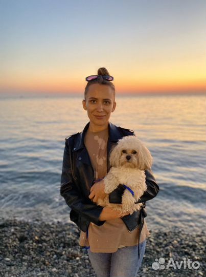 Передержка собак