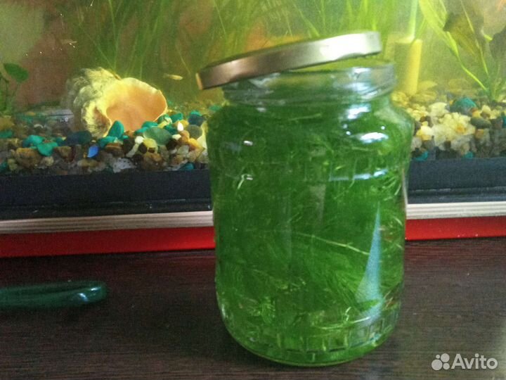 Аквариумные рыбки и растения