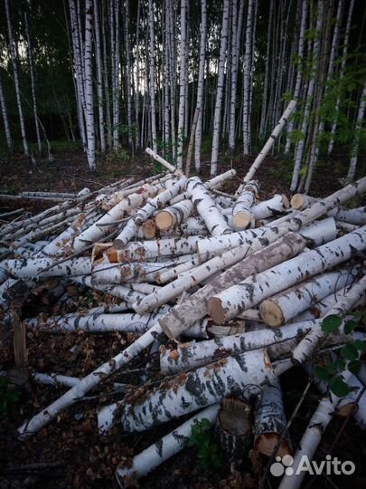 Дрова берёза