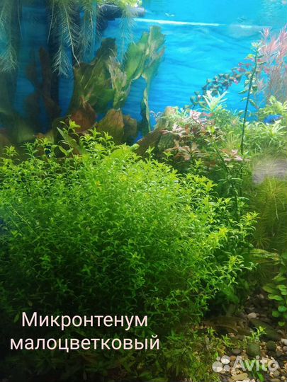 Аквариумные растения