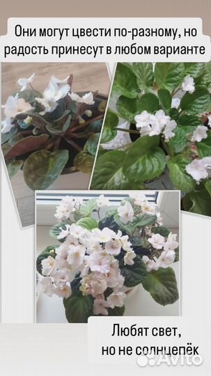 Цветущие фиалки