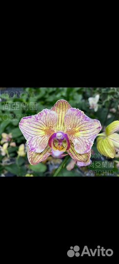 Пень SA-038 от SonYa, Калейдоскоп фаленопсис