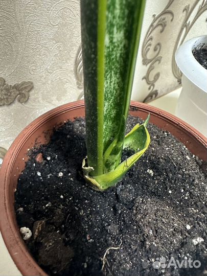 Сансевиерия