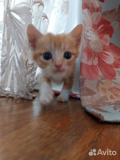 3 рыжих котенка